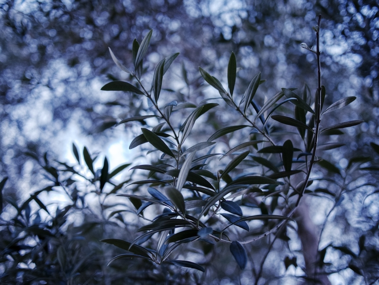 Photograph of a tree limb at blue hour.