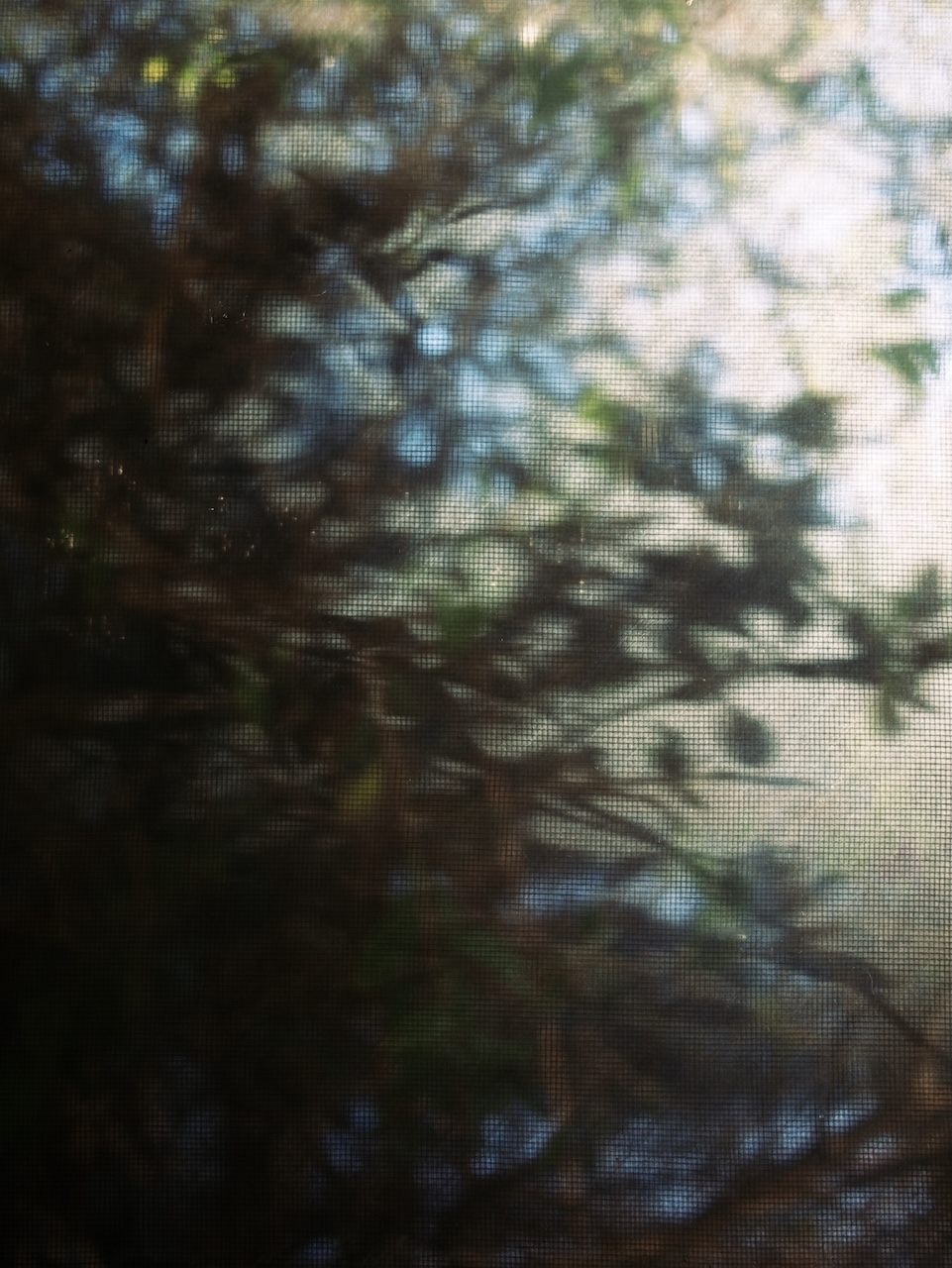 Shadows on a screen window.