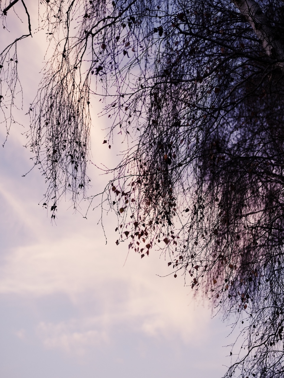 Birch tree limbs hang over a sunset sky. A few leaves still hang on.