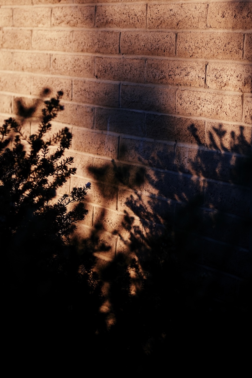 Shadow of plants on a brick wall at sunset.