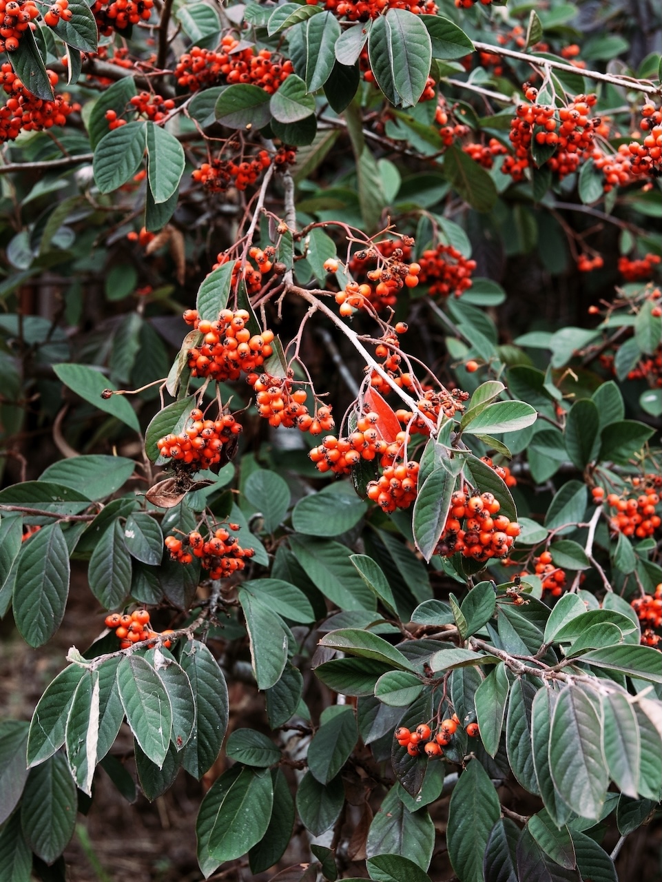 Photograph of a cotoneaster bush with red berries.