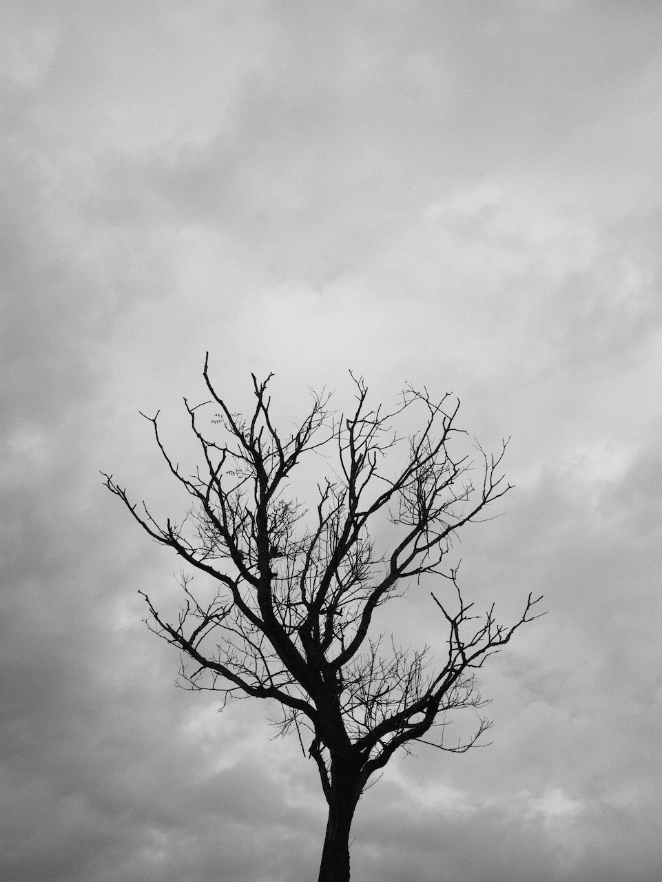 Photograph of a tree against a cloudy sky. All leaves have fallen off. Black and white.