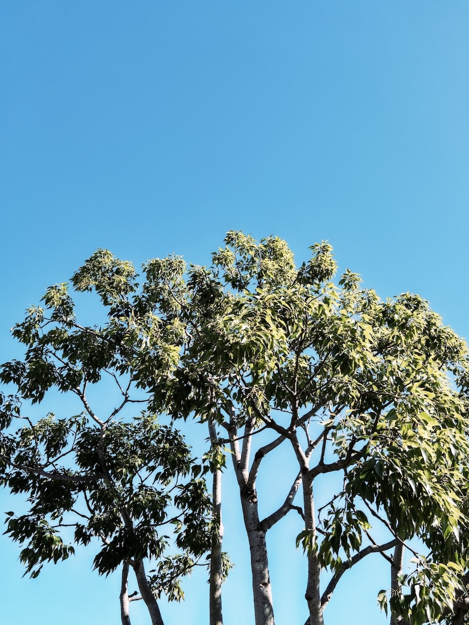 A tree against a blue sky.